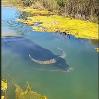 たけじょう