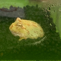 まげこめ