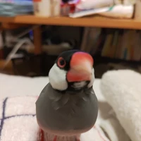 もめん豆腐
