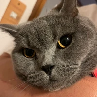 とんぶ