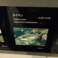 かいやん