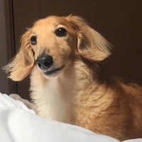 にゃんち
