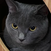 24時間かわいい猫