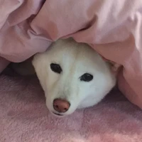 ねね