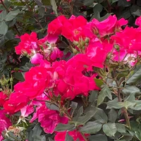 もちもちあいすくりーむ