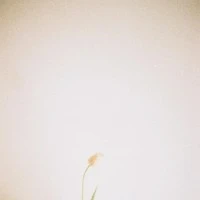 えび