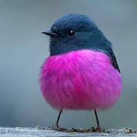 すーのうず