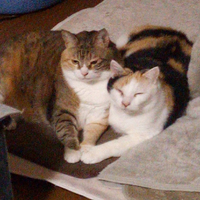 椛