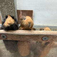 ふか