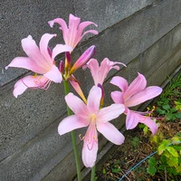 よね