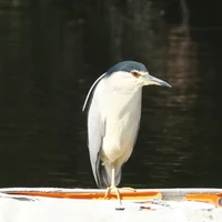 タニ口