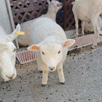 woolsandayo