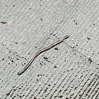 タコさんウィンナー