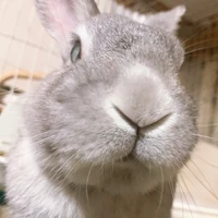 せいさく