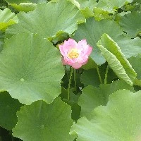 キタホリ