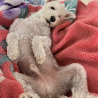 メ