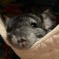 り