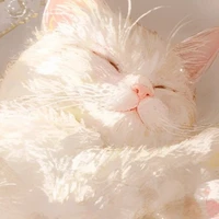 けだま