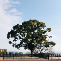 木が四本
