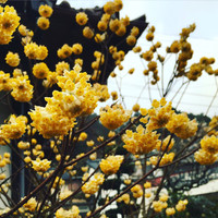 小鳥遊