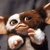 gizmo1012