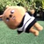ちちんぷいぷい