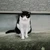 onigiri