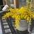 yellowflowerand