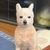 さえぴん