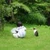あまたく