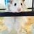 わさび