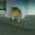ひざーま