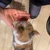 てんぱる猫