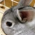 おもち