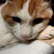 猫の肉球で一撃必殺