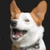 圧倒的な犬