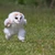 さかしまる