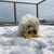 vivi