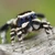 Mspider