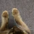 ぽんきち