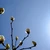 snowtree