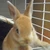 うさうさこ