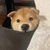 きんとん