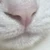 ネチコヤンノハナ