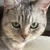 gris_nyan