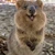 サチコ