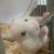 ねずみハムスター