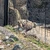 プサディ