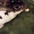モカ