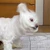 犬